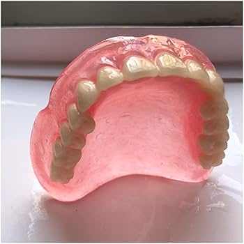 Amazon.com: KH66ZKY Upper Teeth and Lower Teeth Model